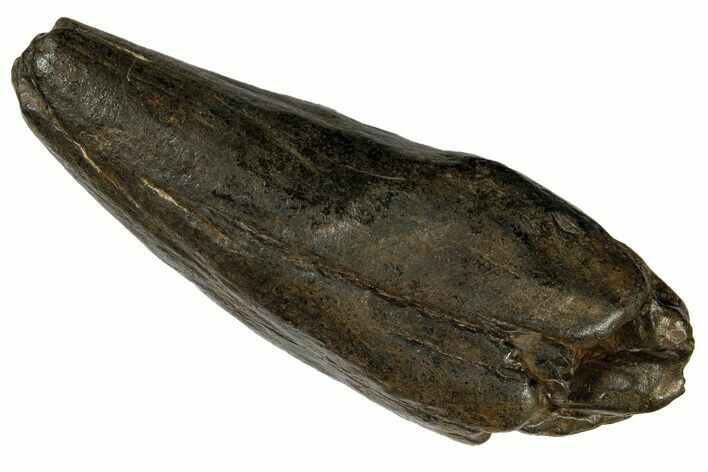 Fossil Sperm Whale (Scaldicetus) Tooth - South Carolina #176006